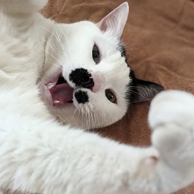 べにすんさんのプロフィール画像
