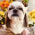 おにまん🐶💕 (@9qsybepm1qagxw2) Twitter profile photo おにまん🐶💕 (@9qsybepm1qagxw2) Twitter profile photo