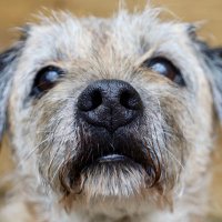 Archie (@scruffyterrier) 's Twitter Profile