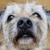 Archie (@scruffyterrier) Twitter profile photo Archie (@scruffyterrier) Twitter profile photo