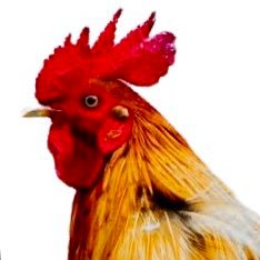 Just a bunch of Chicken Talk. Truth, News, Wellness, Positive Vibes. 🇺🇸 America First 🇺🇸