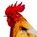 The Daily Rooster (@dailyrooster7) Twitter profile photo The Daily Rooster (@dailyrooster7) Twitter profile photo