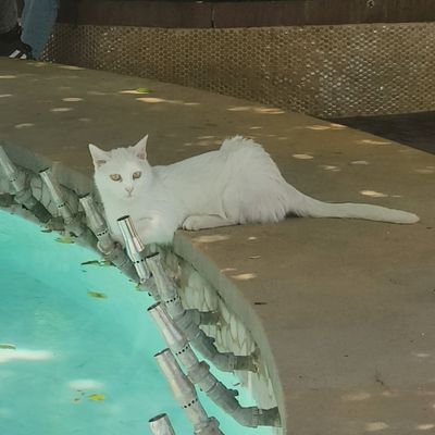 alwaysbloated's profile picture. she/her

i am the incredible sulk.