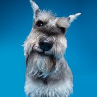 Muffin, The Miniature Schnauzer (@muffinjai) 's Twitter Profile