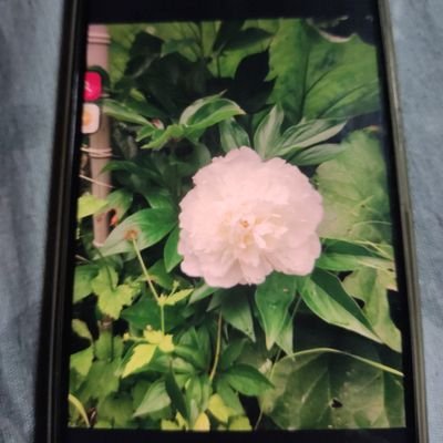 libero5869's profile picture.
