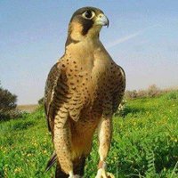 Muhammad_S_Abid (@muhammad_s_abid) 's Twitter Profile