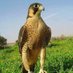 Muhammad_S_Abid (@muhammad_s_abid) Twitter profile photo Muhammad_S_Abid (@muhammad_s_abid) Twitter profile photo