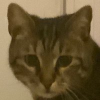 cat luver (@imnotbaconeer) 's Twitter Profile