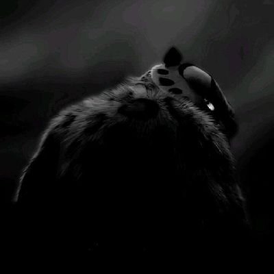 Althaf_shamnad's profile picture. 