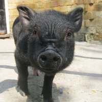 The Conquering Hero (@theconqse19) 's Twitter Profile