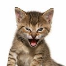 TVedantas33130's profile picture. !WORROMOT SSAOM