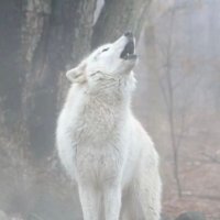 volfe (@repostghost) 's Twitter Profile