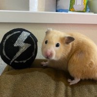 🐍billy⚡️🩶🐹🍽️ (@billy_firebirds) 's Twitter Profile