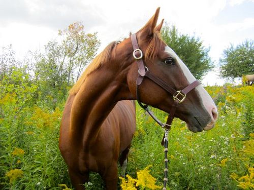 RiderProbs's profile picture. Eating dirt & being broke since we were able to climb up into the saddle.