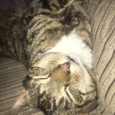 nikki258745644's profile picture. 