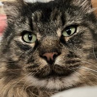 meeko meeko ‼️🍉 (@grumpymeeko) 's Twitter Profile Photo