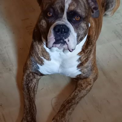 festus20460's profile picture. 