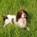 #TeamGunner (@bestestgundog) Twitter profile photo #TeamGunner (@bestestgundog) Twitter profile photo