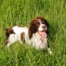 Bestestgundog's profile picture. We are Bugler-son of Gunner, Skipper-Grandson of Gunner (The Bestest Gundog in all the World, RIP 12.8.15 aged 8) and Jaunty, Dad of Skipper + Piper the new kid