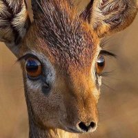 ๐
น๐๐๐ ๐
ผ๐
ด ๐ค๐ฑ (@r_queen0) 's Twitter Profile
