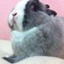 Beanie-3- (@little_spooder3) Twitter profile photo Beanie-3- (@little_spooder3) Twitter profile photo