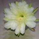 Gladys Negron - @negron_gladys - Twitter