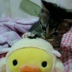 neko_ki1a777's profile picture. 最近、政治に興味があったのでXをはじめました！