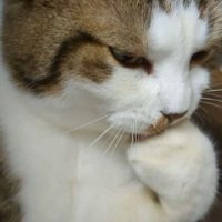 ダニのような存在 (@danibasters) 's Twitter Profile