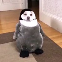 mr coolturtleboss (@ruszfor) 's Twitter Profile