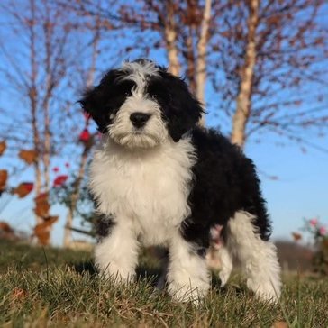 IcyGaming24's profile picture. 