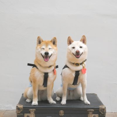 世界一可愛い柴犬と猫の3太郎 🐕赤柴:こたろー(小太郎)♂6Y🐕白柴:りんたろ(凛太郎)♂4Y🐈⬛保護黒猫:ちゅ〜たろ〜(宙太郎)♂4Y 浮いてる柴を撮りたい📸飛ぶ柴もたまに✈️