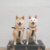 柴犬こたろーとりんたろ&黒猫ちゅ〜たろ〜 (@kotaro_koi) 's Twitter Profile