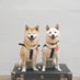 柴犬こたろーとりんたろ&黒猫ちゅ〜たろ〜 (@kotaro_koi) Twitter profile photo 柴犬こたろーとりんたろ&黒猫ちゅ〜たろ〜 (@kotaro_koi) Twitter profile photo