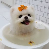 송진필 (@songjinpil1) Twitter profile photo