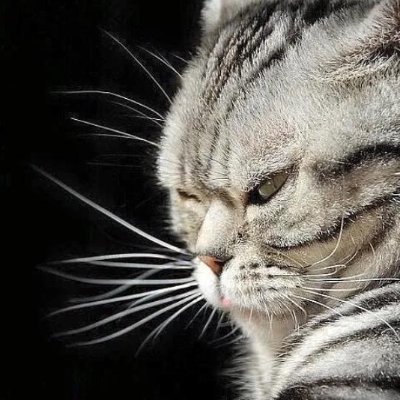 Осторожно! Этот Twitter оскорбляет чувства оккупантов и их пособников!