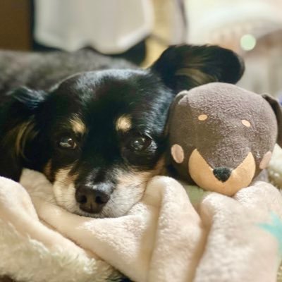 techi_techu's profile picture. テチ🐶MIX(15)♂とオタ飼い主の日常。10才でお迎えした甘えん坊と過ごす日々。妹🍠に刀ミュを布教されている古のオタク。ユッコ🐕MIX(15)♀とタァ🐈(11)♂も一緒だよ。プロカ取引用。