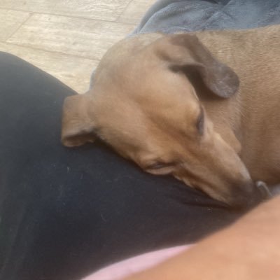 A dog lover and animal lover. I am not a fan of lying politicians and believe any politician that lies when canvassing or in parliament should be punished.