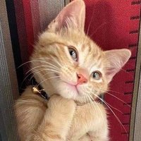 favvvvuuuu (@jannnnuuu) 's Twitter Profile