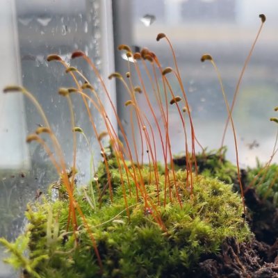 Kim_one968's profile picture. 🎩🔮 @avalonfinance_