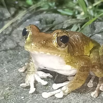 背包（神木）/Kamikiさんのプロフィール画像