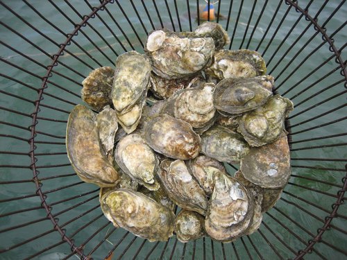 djk242424's profile picture. Oyster farmer and commercial fisherman