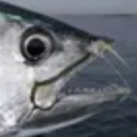 Your Uncle Mows Your Tuna CTO (@uncletunaton) 's Twitter Profile