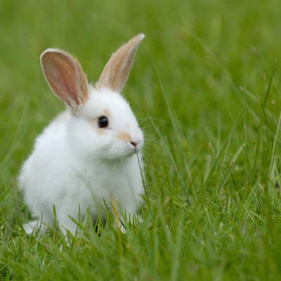 rabee68820's profile picture. 