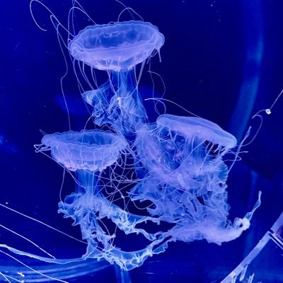 Koudaiさんのプロフィール画像