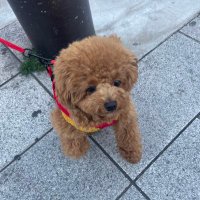 いきなりDISるトイプードル (@highlow7luv) 's Twitter Profile