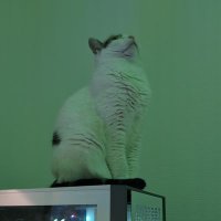 AuRaKCl (@keendeath) 's Twitter Profile