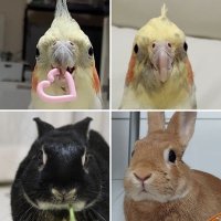 ニコティ🐰🐥🐥 (@mocomaru0901) 's Twitter Profile Photo