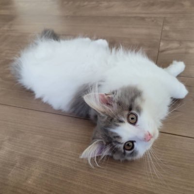 RikaTamon70173's profile picture. 