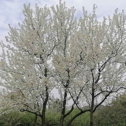 zong_cheng36404's profile picture. 