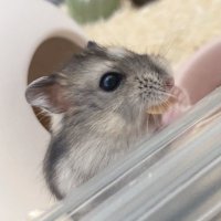 んぶ🌗🐹 (@qq1uc) 's Twitter Profile Photo んぶ🌗🐹 (@qq1uc) 's Twitter Profile Photo